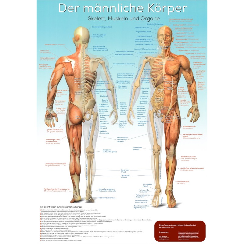 Die Anatomie des männlichen Körper als Poster mit lateinischen Bezeichnungen