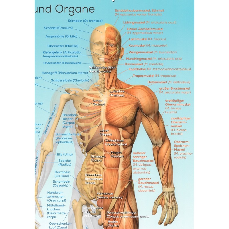 Organe im körper des mannes
